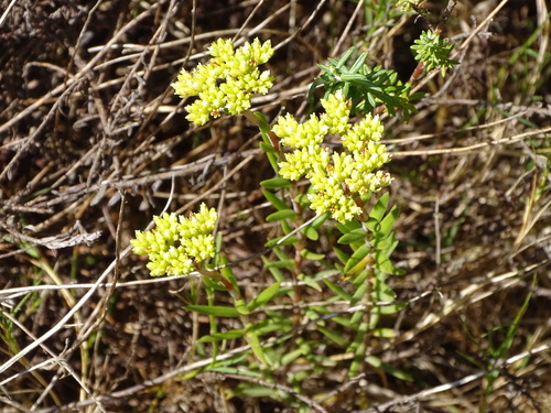 Image of Bihair Stonecrop (Crassula subulata) by (c) Shaun Swanepoel, some rights reserved (CC BY)