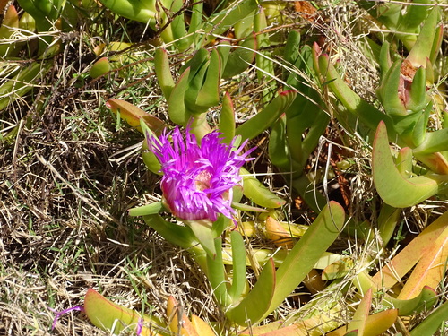 Image of Carpobrotus deliciosus by (c) Shaun Swanepoel, some rights reserved (CC BY)