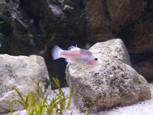 La Palma pupfish (Cyprinodon longidorsalis) — Cyprinodontidae — 2