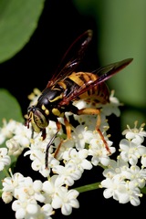 Spilomyia alcimus