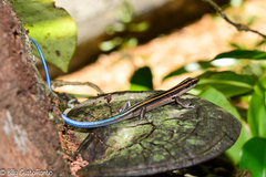 Emoia caeruleocauda