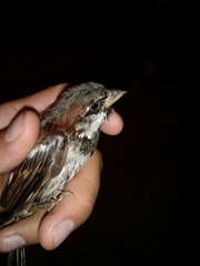 Passer domesticus