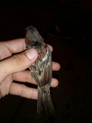 Passer domesticus