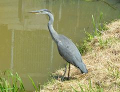 Ardea cinerea