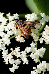 Spilomyia alcimus