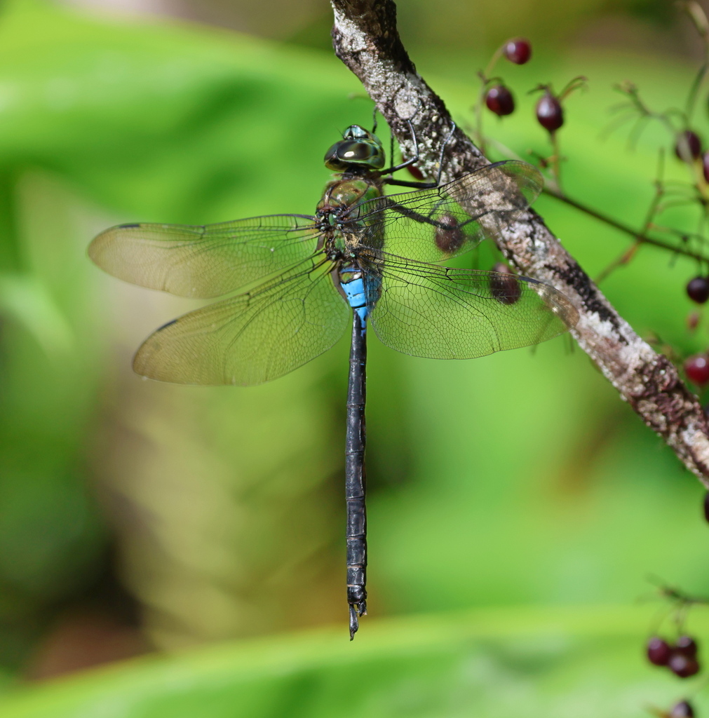 Giant Hawaiian Darner