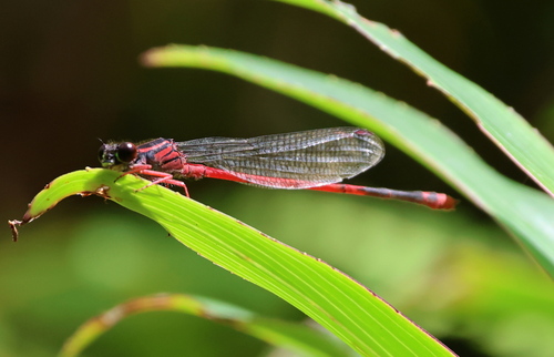 Megalagrion heterogamias observed 2024-09-02