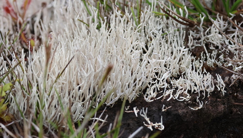 Siphula subulata observed 2024-09-02