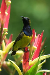 Cinnyris jugularis