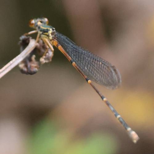 Megalagrion adytum, 2024-09-02