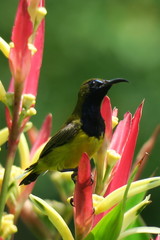 Cinnyris jugularis