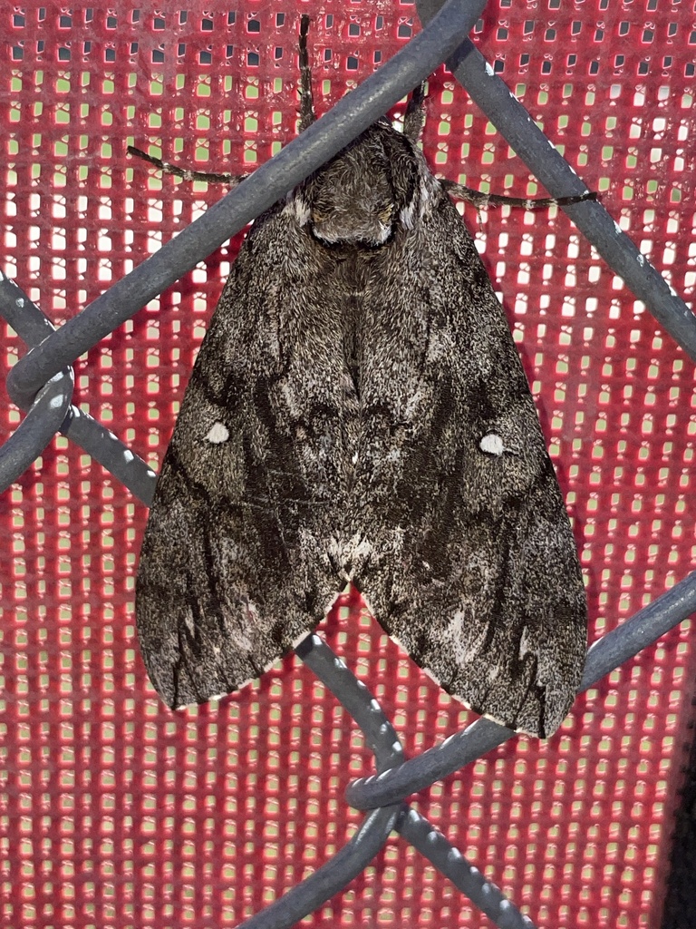 Waved Sphinx from Stadium Dr, Glen Rose, TX, US on September 20, 2024 ...