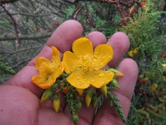 Hypericum goyanesii