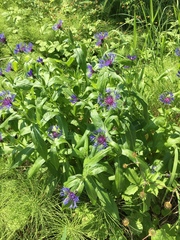 Centaurea montana