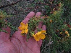 Hypericum goyanesii