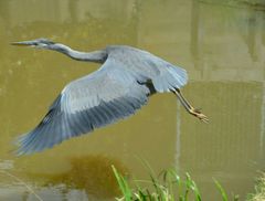 Ardea cinerea