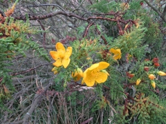 Hypericum goyanesii