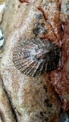 Scutellastra granularis