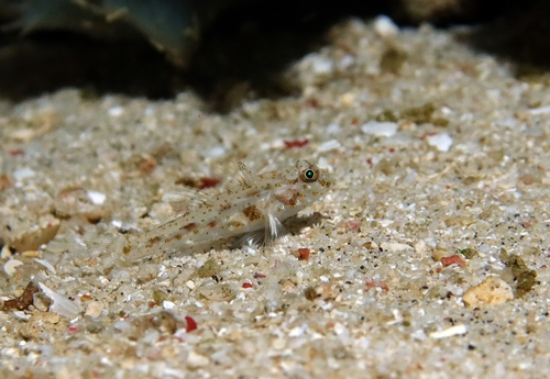 Fusigobius humeralis observed 2024-09-16