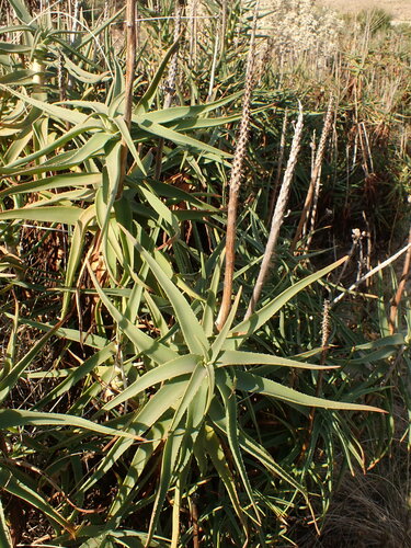 Image of Aloiampelos striatula by (c) agujaceratops, some rights reserved (CC BY)