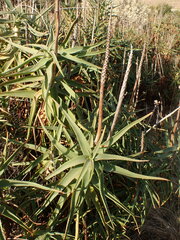 Aloiampelos striatula, photograph (c) agujaceratops, some rights reserved (CC BY)