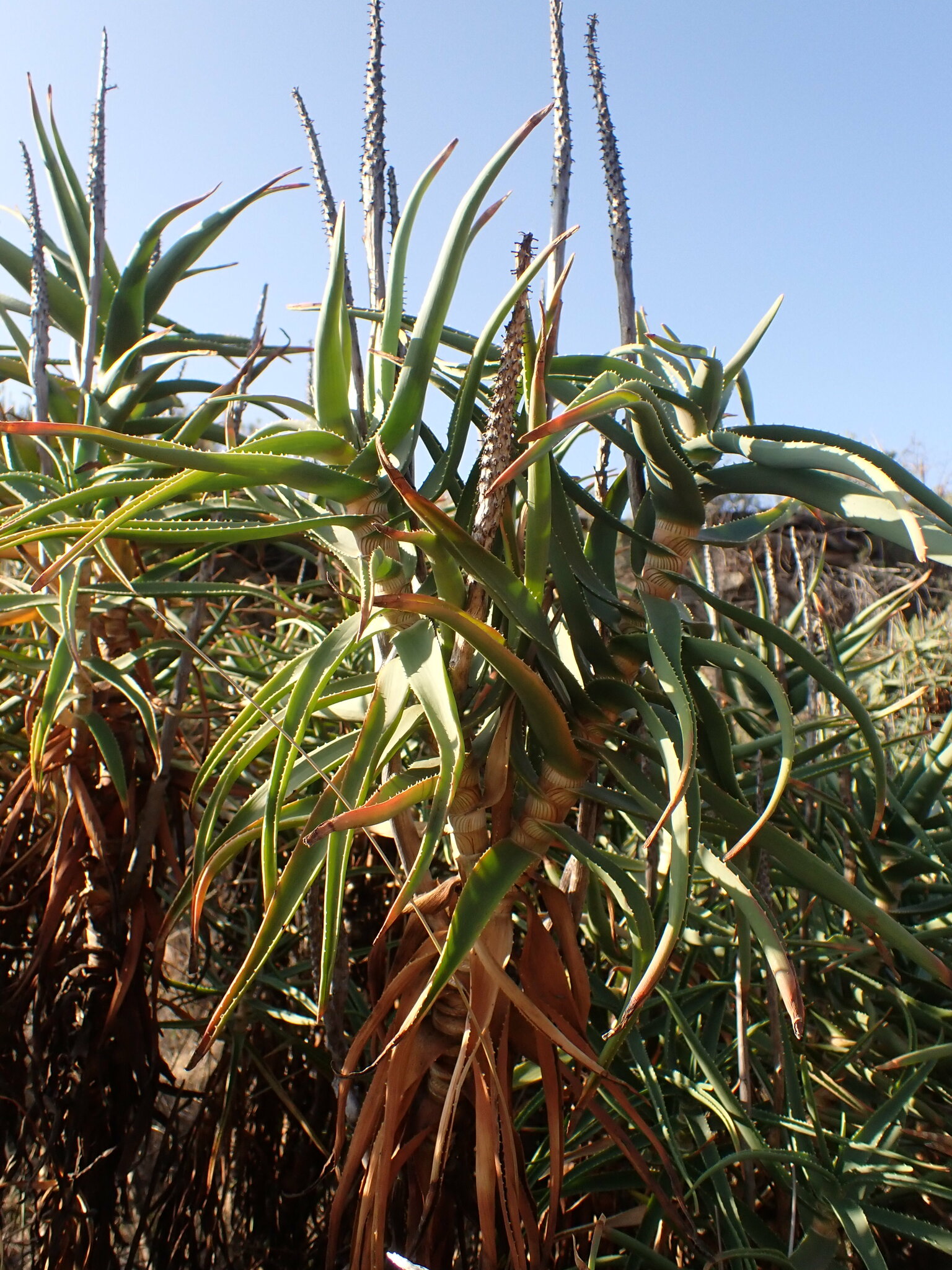 Hardy Aloe (Aloiampelos striatula)