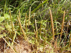 Gastridium phleoides