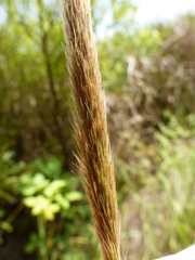 Gastridium phleoides
