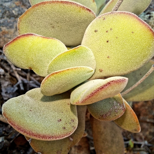 Crassula anso-lerouxiae