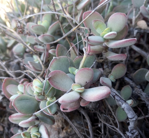 Crassula anso-lerouxiae