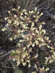 Dudleya virens virens