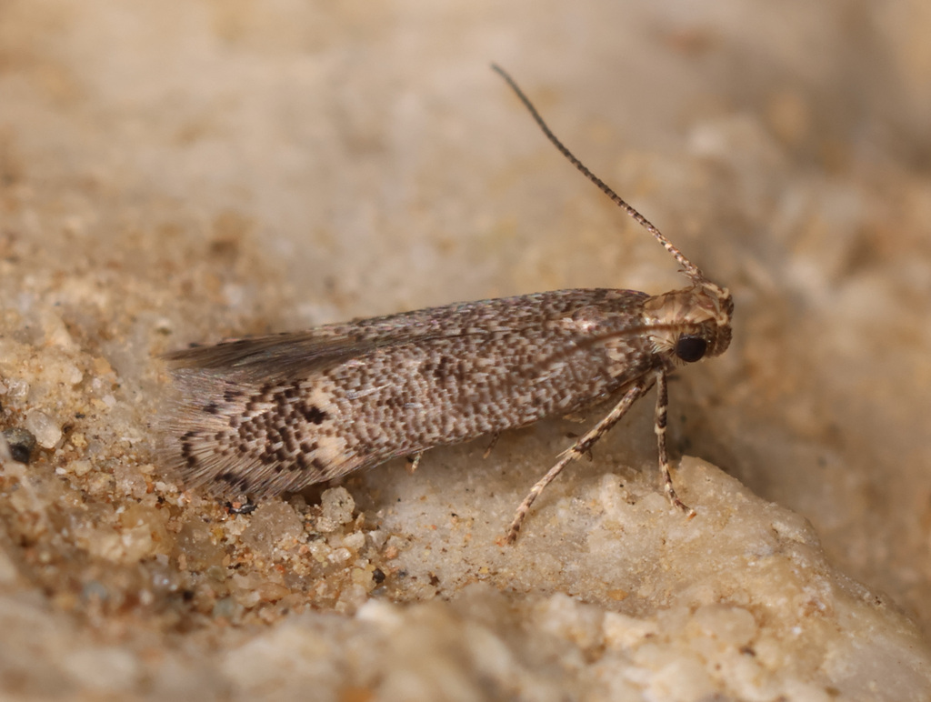 Pragmatodes melagonella