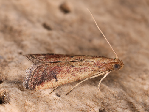 Metallostichodes nigrocyanella Constant, 1865
