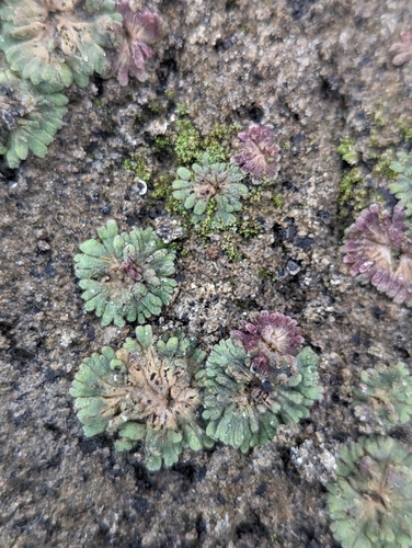 Image of Frost's Crystalwort (Riccia frostii) by (c) Caleb Catto, some rights reserved (CC BY)