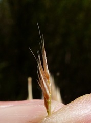 Gastridium phleoides