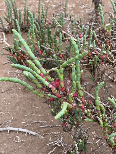 Image of Salicornia neei by (c) Ben Lyle Bedard, some rights reserved (CC BY)