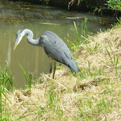 Ardea cinerea