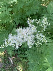 Sorbaria sorbifolia