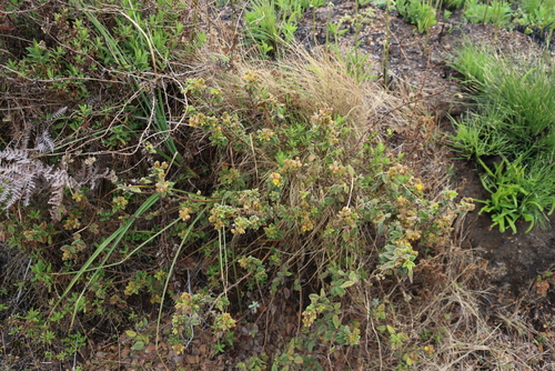 Image of Rhynchosia clivorum by (c) Tony Rebelo, some rights reserved (CC BY-SA)