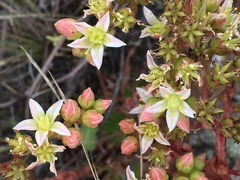 Dudleya virens virens