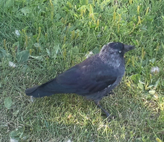 Corvus monedula