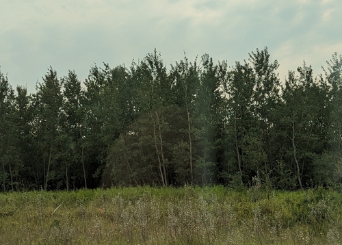 quaking aspen