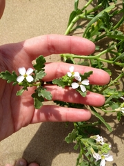 Cakile maritima
