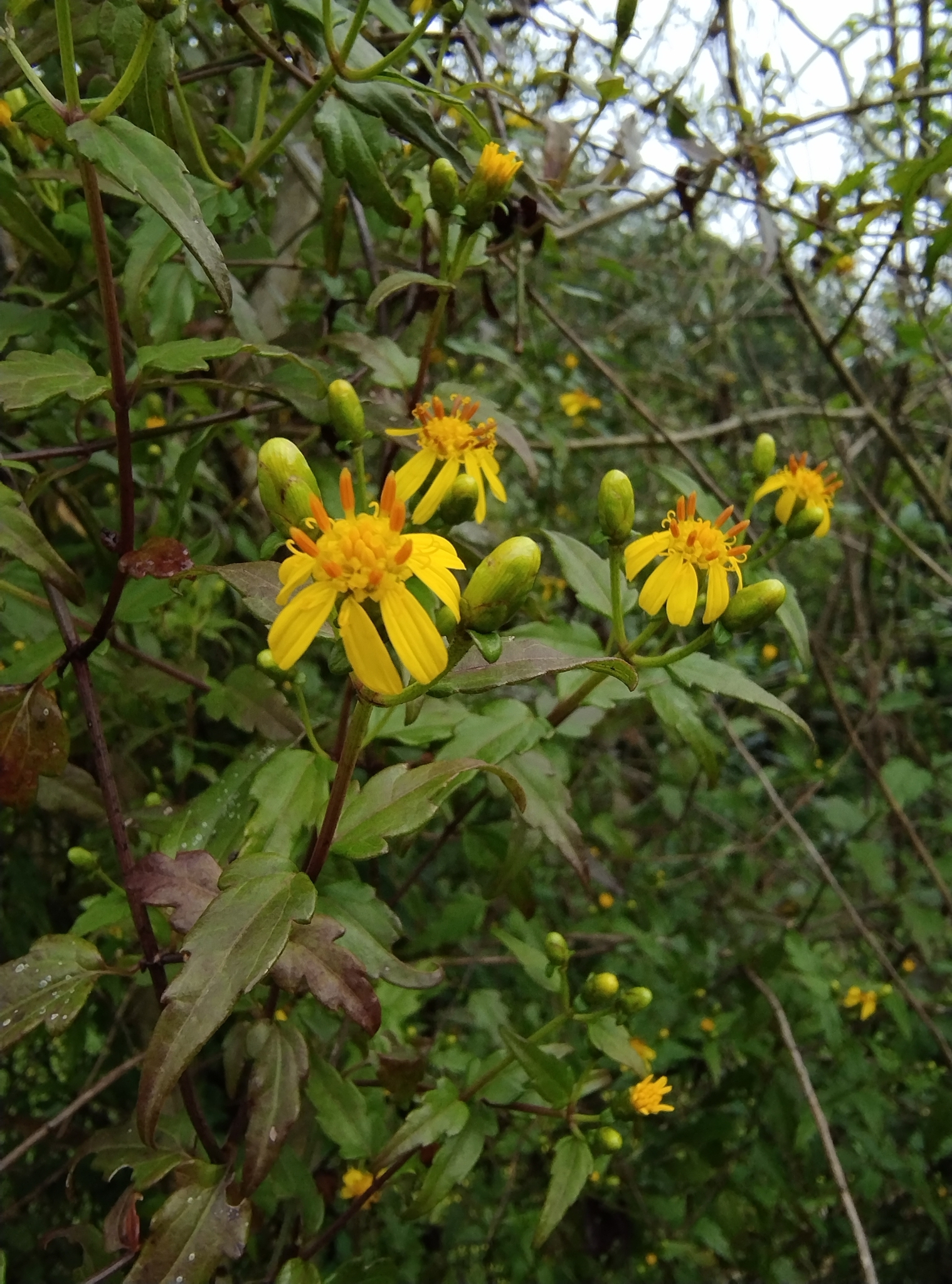 Imagem de Arnica
