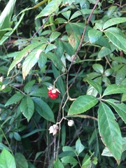 Rubus cochinchinensis