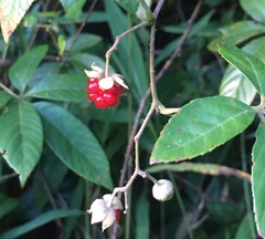 Rubus cochinchinensis