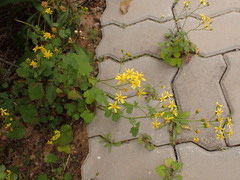 Cineraria lobata, photograph (c) agujaceratops, some rights reserved (CC BY)