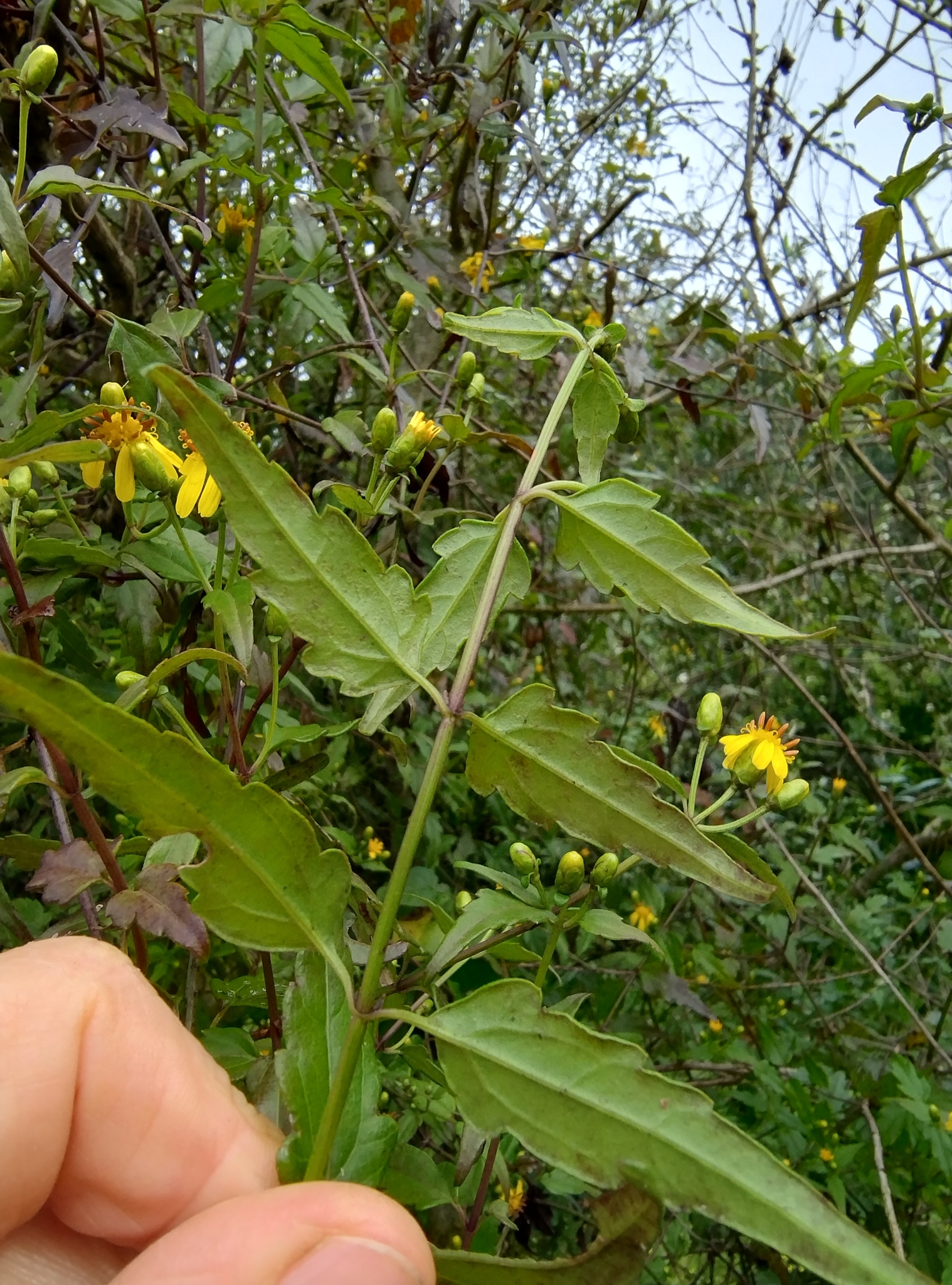 Imagem de Arnica