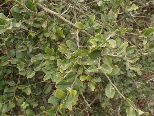 Image of Capparis sepiaria by (c) agujaceratops, some rights reserved (CC BY)