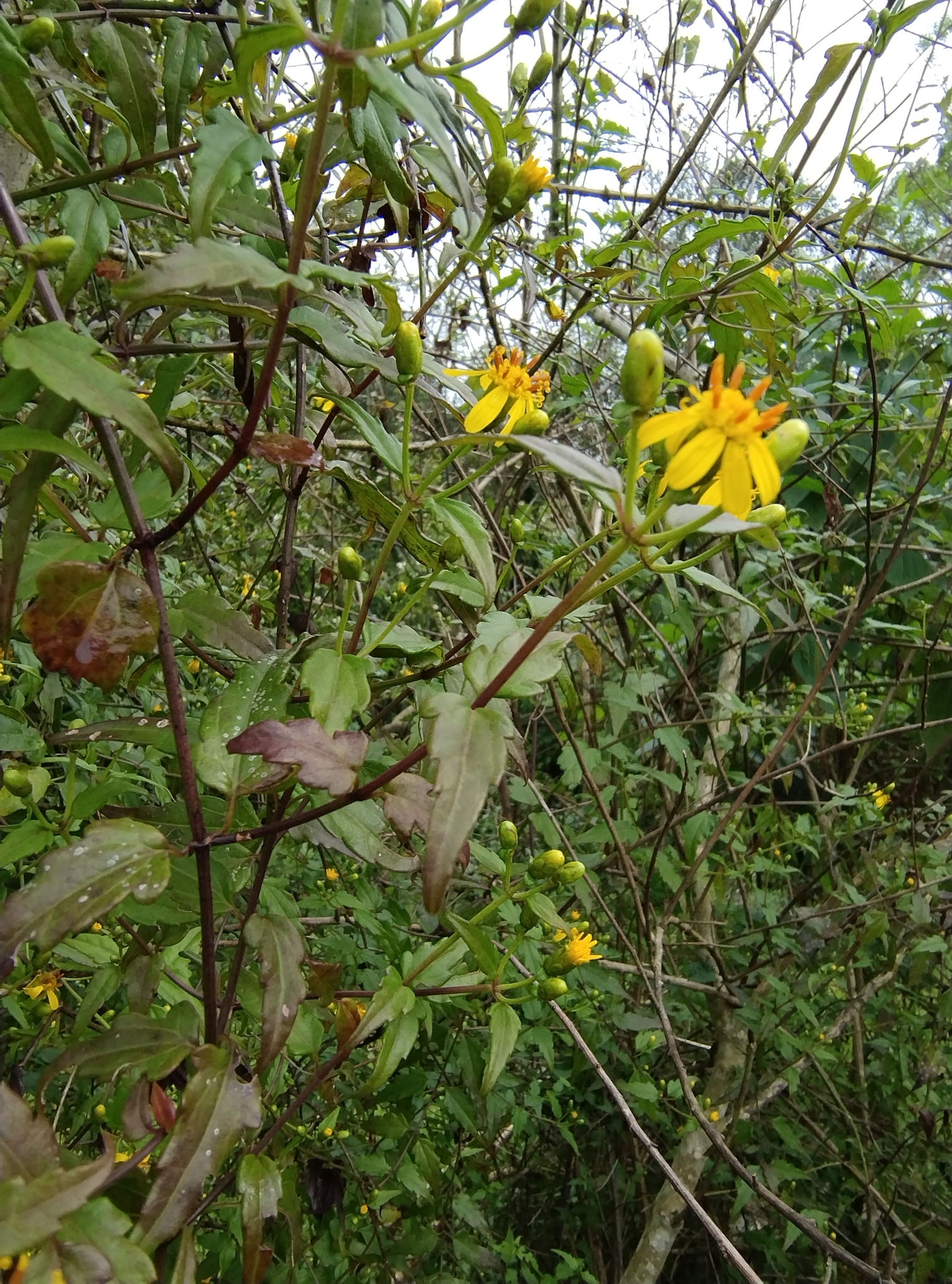 Imagem de Arnica
